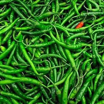 Zomoloco ® XX-573-Organic Desi Chilli G4 Seeds Seed