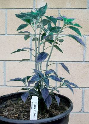 DROXTY ™ XX-888-Chilli seeds Black Cobra Hot Pepper Chilli Vegetable Seeds Seed