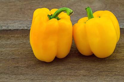 VibeX XX-213-Capsicum/Bell Pepper Yellow F-1 Hybrid Seed