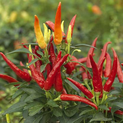 Biosnyg Pusa Sadabahar Chilli/Mirch Seeds 5000 Seeds Seed