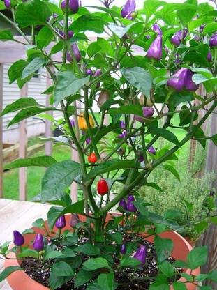 prev � XX-149-Carolina Reaper Purple Chilli Pepper Exotic Seeds Seed