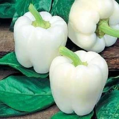 DIOART ™ XX-81-Capsicum White Wonder Seeds Seed