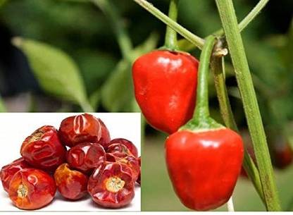 DROXTY ® XX-513-Devils's Shot Chilli-VC674-150-Seeds Seed