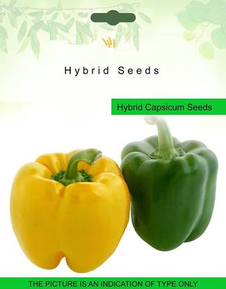 CRGO CAPSICUM , SHIMLA MIRCH Seed