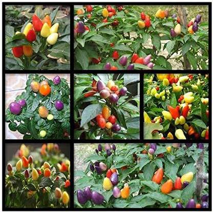VibeX ® XX-935-Rainbow Hot Pepper Chilli Vegetable Seeds Seed