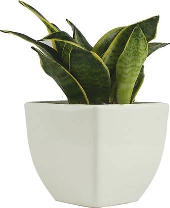 samridhi Snake Plant