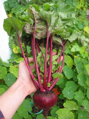 VibeX ® XL-91-High Germination Organic Vegetable Seeds - Beet Root-25 x Seeds Seed