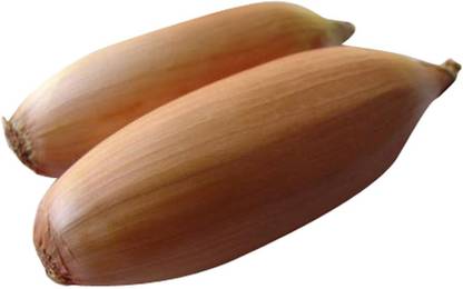 VibeX ™ XL-1040-Oblonge Mini Onion Shallot Seeds-1000 x Seeds Seed