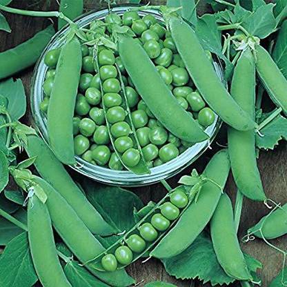 VibeX XL-190-Organic Desi P1 Peas Seeds-1000 Seeds Seed