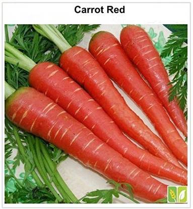 VibeX ® XL-271-Carrot Red Long Vegetable Seeds-25 x Seeds Seed