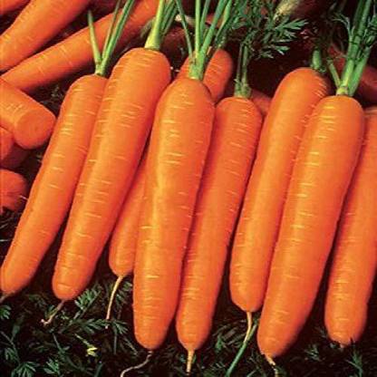 VibeX ® XL-241-Organic Desi Orange Carrot Seeds-25 x Seeds Seed