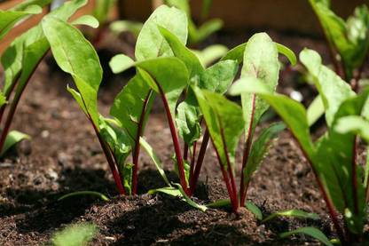 VibeX ® XL-71-Fast Germination Organic Vegetable Seeds - Beet Root-30 x Seeds Seed