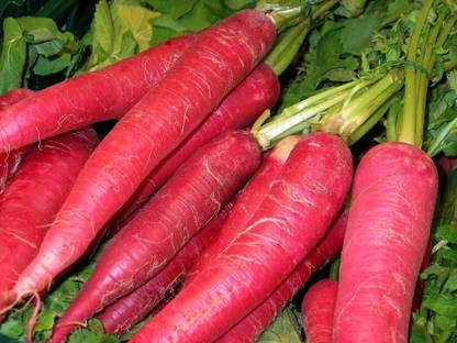 CRGO CARROT , GAJAR Seed