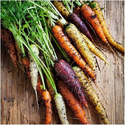 CRGO CARROT , GAJAR Seed