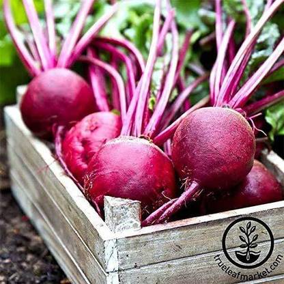 Qualtivate ™ Beetroot - Ruby Queen Variety seeds-250 Seed Seed