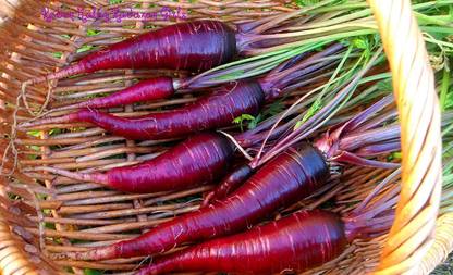 VibeX ® XL-151-Purple Dragon Carrot SEEDS- Absolutely unique!-25 x Seeds Seed