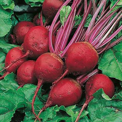 Aywal BEETROOT/TABLE BEET/GARDEN BEET/RED BEET/DINNER BEET Seed