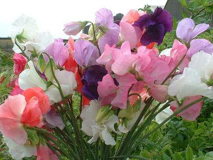 VibeX XL-213-SUGAR PEA Seeds-75 Seeds Seed