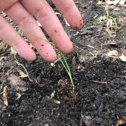 VibeX ® XL-61-Quick Germination Rate Onion (Red) Seeds-25 x Seeds Seed