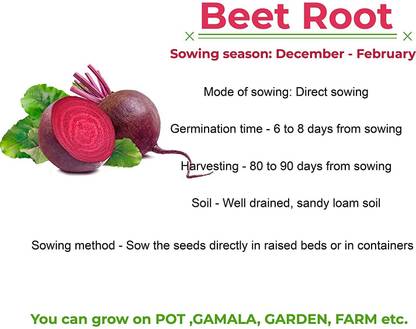 ActrovaX High Yield Detroit Dark Red Beetroot [2000 Seeds] Seed