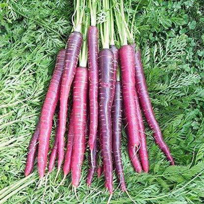 DROXTY ® XL-531-Cosmic Red Carrot Seeds-30 x Seeds Seed