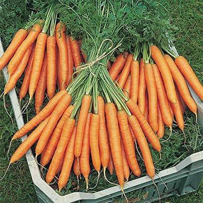 VibeX ® XL-671-CARROT SEED (GAJAR)-25 x Seeds Seed