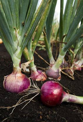 VibeX Onion Seed