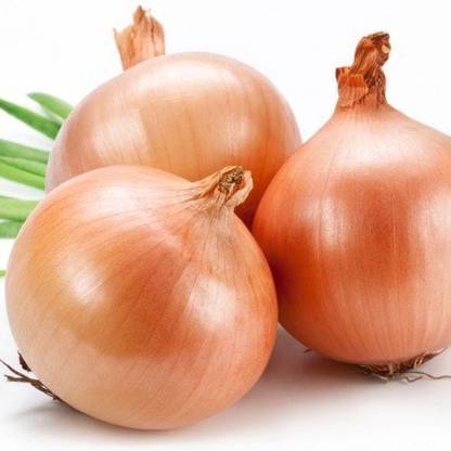 VibeX ® XL-1103-Onion Improved Gavran Pune Red Seeds-90 x Seeds Seed