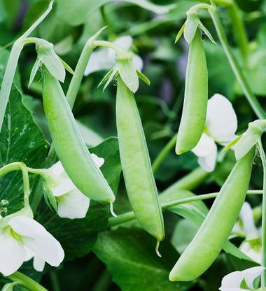 VibeX XL-89-Garden Pea Matar Organic F1 Hybrid Seeds Pack-250 Seeds Seed