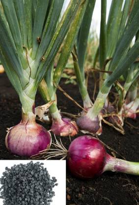 WILLVINE SCI -XVI High Yield Red Onion Hybrid Allium Cepa [2.5g] Seed