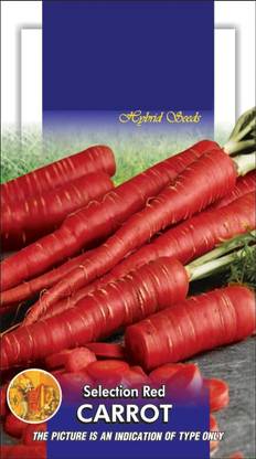 VibeX ™ XL-510-Carrot Sel Red Seeds-900 x Seeds Seed