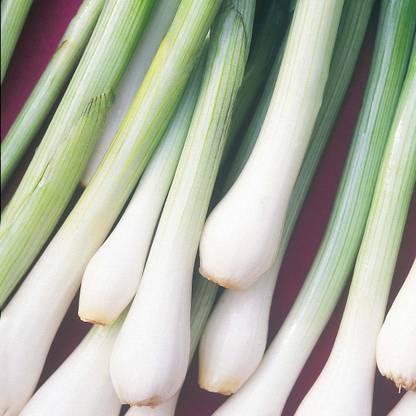 VibeX ™ XL-254-Seeds Spring Onion Spring Cut-120 x Seeds Seed