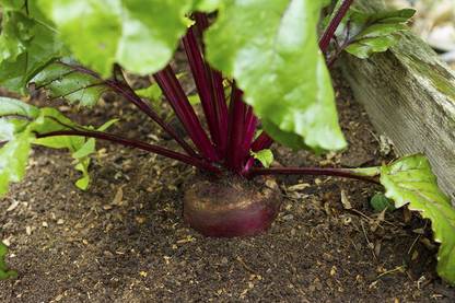 VibeX ™ XL-88-Fast Germination Organic Vegetable Seeds - Beet Root-200 x Seeds Seed