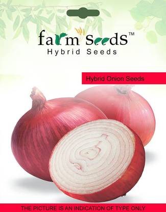 Biosnyg High Germination Rate Onion (Red) Seeds 10gm Seeds Seed
