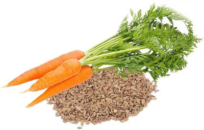 DROXTY ® XL-191-High Germination Rate Pack Of Carrot Seeds-30 x Seeds Seed