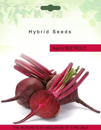 VibeX ® XL-521-
Beetroot Seeds Bhoomi Organic-25 x Seeds Seed