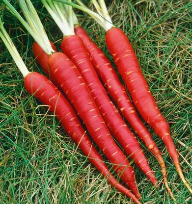 ActrovaX Vegetable Carrot Red Gajar 100% Organic F1 Hybrid [8000 Seeds] Seed