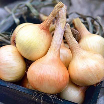 VibeX Onion Seed