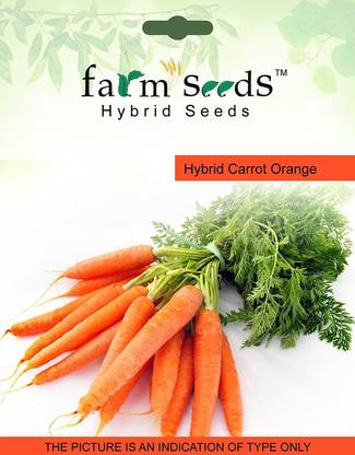 Qualtivate ™ SEEDS Hybrid Carrot Orange-500 Seed Seed