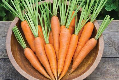 VibeX ® XL-331-Baby Carrots , Shin Kuroda Seeds-25 x Seeds Seed