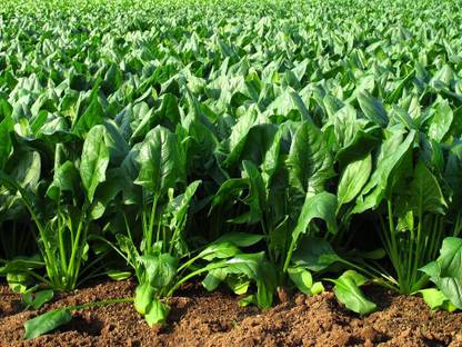 VibeX Hybrid Spinacia Oleracea Leaf Rich Palak Seed