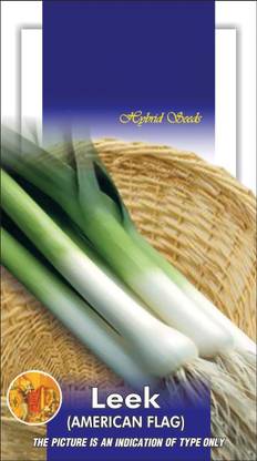 VibeX ® XL-1131-Leek American Flag Exotic Seeds-30 x Seeds Seed