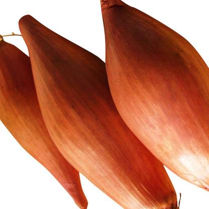 VibeX Onion Seed