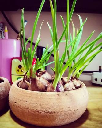 VibeX ® XL-831-Brown Onion Vegetables Seeds-20 x Seeds Seed