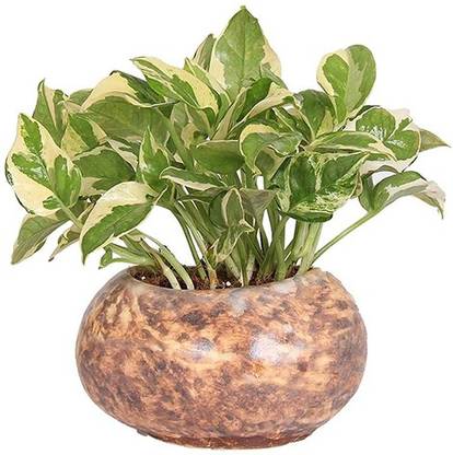 Trothic Pothos Plant