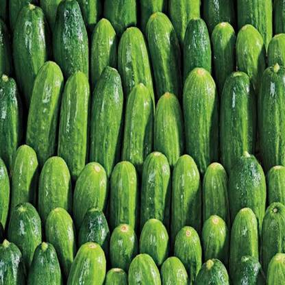 VibeX KHIRA, CUCUMBER Seed
