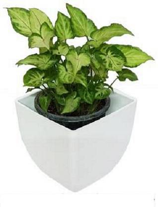 Aman Nursery Decorative and Durable 4 White Colour Pearl Square Pot - Side 5 inch, Height 5 inch Plant Container Set