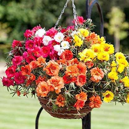 VibeX NBIR-42 - Portulaca Flower Mix Flower - (300 Seeds) Seed