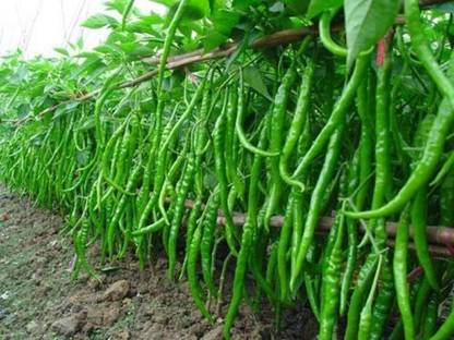 KANAYA Chilli Seeds Hot Jwala Hybrid Vegetable Seed