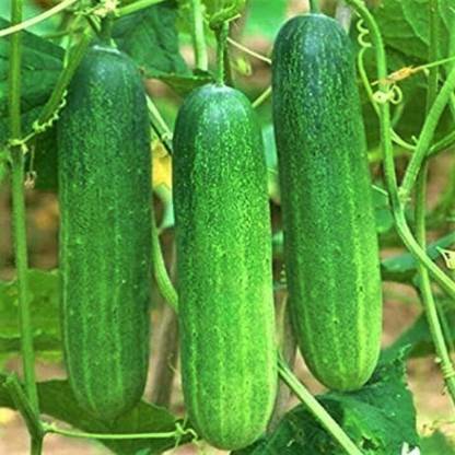 VibeX CUCUMBER, KHIRA Seed